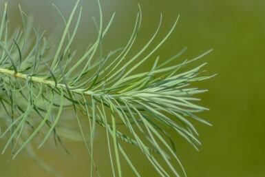 Larix kaempferi haute-tige 8/10