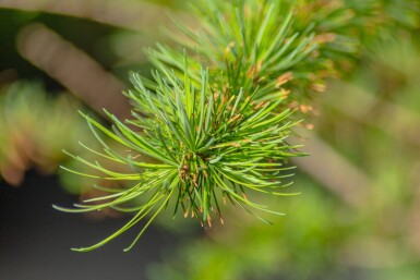 Larix kaempferi haute-tige 8/10