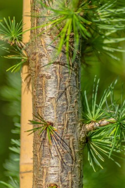 Larix kaempferi haute-tige 8/10