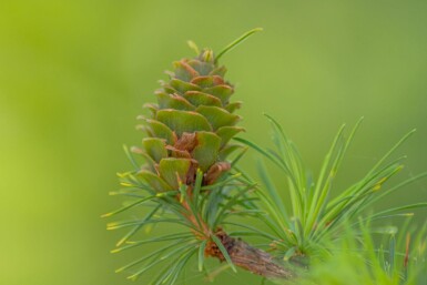 Larix kaempferi haute-tige 8/10