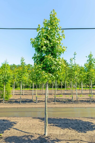 Liquidambar styraciflua haute-tige 20/25