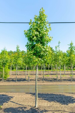 Liquidambar styraciflua haute-tige 20/25