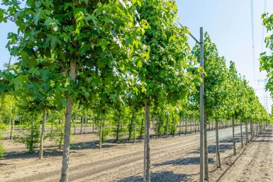 Liquidambar styraciflua haute-tige 20/25