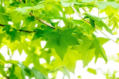 Liquidambar styraciflua haute-tige 20/25