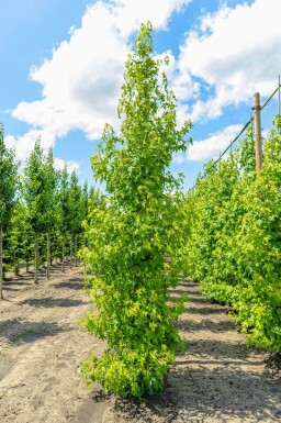 Liquidambar styraciflua baliveau