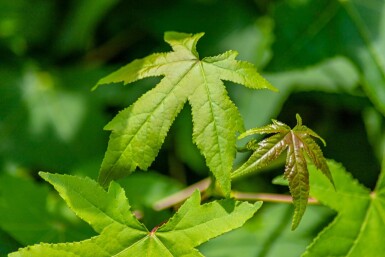 Liquidambar styraciflua baliveau 10/12