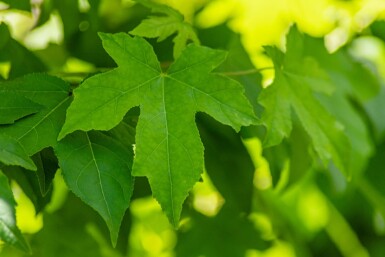 Liquidambar styraciflua baliveau 10/12