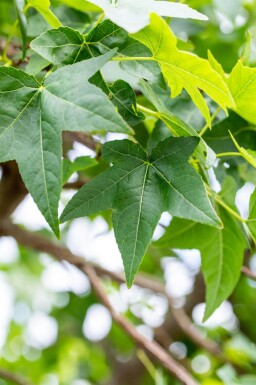 Liquidambar styraciflua baliveau 10/12