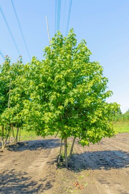 Liquidambar styraciflua cépée