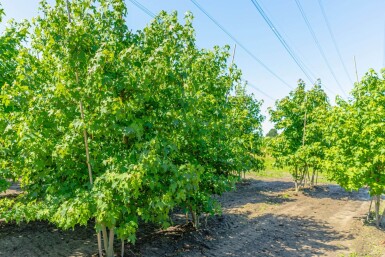 Liquidambar styraciflua cépée