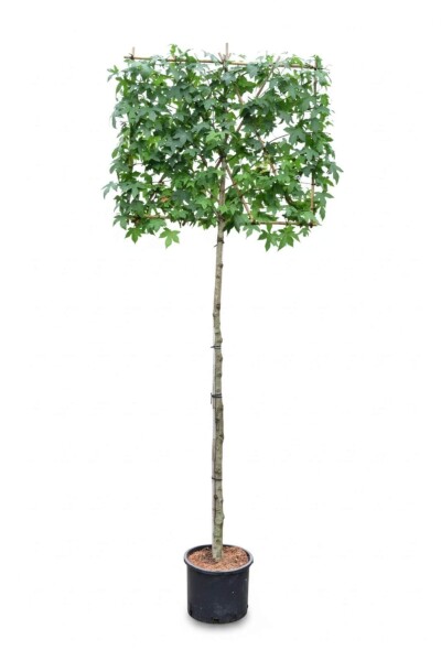 Liquidambar styraciflua espalier 10/12 150cm tronc 150b x 120h