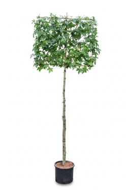 Liquidambar styraciflua espalier