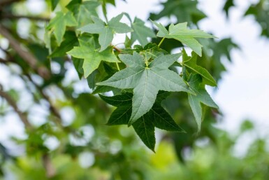 Liquidambar styraciflua espalier 10/12 150cm tronc 150b x 120h