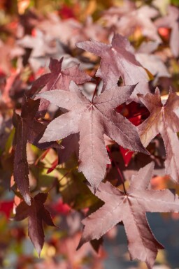 Liquidambar styraciflua espalier 10/12 150cm tronc 150b x 120h