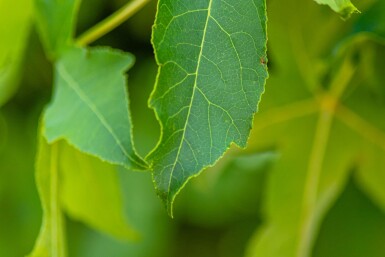 Liquidambar styraciflua 'Gum Ball' haute-tige
