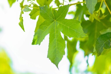 Liquidambar styraciflua 'Gum Ball' haute-tige