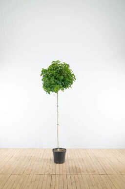 Liquidambar styraciflua 'Gum Ball' boule sur tige