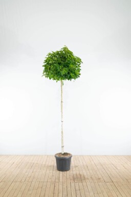 Liquidambar styraciflua 'Gum Ball' boule sur tige