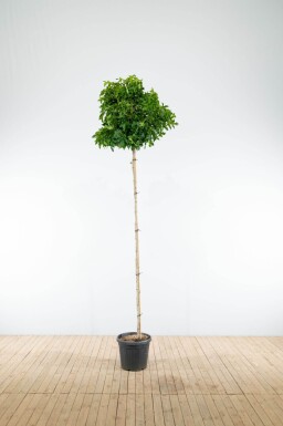 Liquidambar styraciflua 'Gum Ball' boule sur tige 10/12 225cm tronc