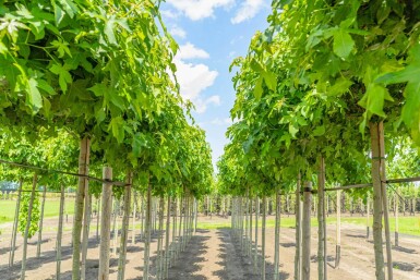 Liquidambar styraciflua 'Gum Ball' boule sur tige 10/12 225cm tronc