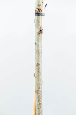 Liquidambar styraciflua 'Gum Ball' boule sur tige 10/12 225cm tronc