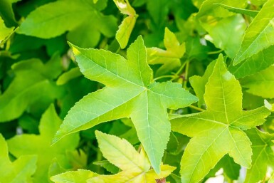 Liquidambar styraciflua 'Gum Ball' boule sur tige 10/12 225cm tronc