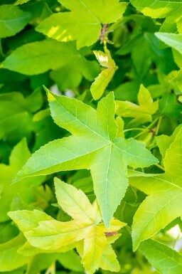 Liquidambar styraciflua 'Gum Ball' boule sur tige 10/12 225cm tronc