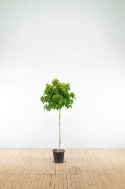 Liquidambar styraciflua 'Gum Ball' demi-tige