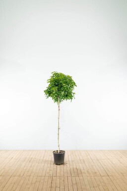 Liquidambar styraciflua 'Gum Ball' demi-tige
