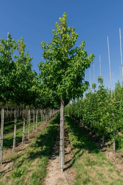 Liquidambar styraciflua 'Lane Roberts' haute-tige 12/14