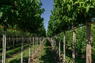 Liquidambar styraciflua 'Lane Roberts' haute-tige 12/14
