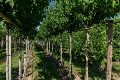 Liquidambar styraciflua 'Lane Roberts' haute-tige 12/14