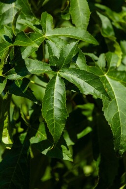 Liquidambar styraciflua 'Lane Roberts' haute-tige 12/14