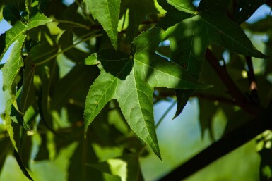 Liquidambar styraciflua 'Lane Roberts' haute-tige 12/14