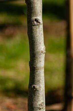 Liquidambar styraciflua 'Lane Roberts' haute-tige 12/14