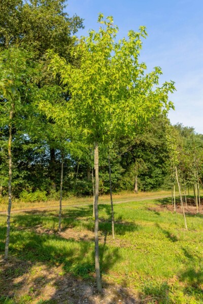 Liquidambar styraciflua 'Slender Silhouette' haute-tige 14/16
