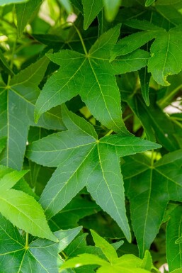 Liquidambar styraciflua 'Slender Silhouette' haute-tige 14/16