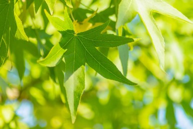 Liquidambar styraciflua 'Slender Silhouette' haute-tige 14/16
