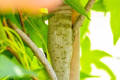 Liquidambar styraciflua 'Slender Silhouette' haute-tige 14/16