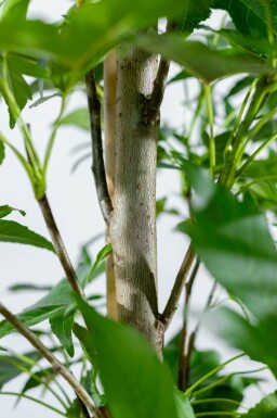 Liquidambar styraciflua 'Slender Silhouette' haute-tige 14/16