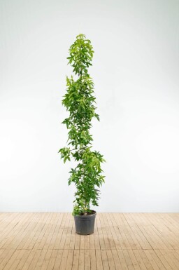 Liquidambar styraciflua 'Slender Silhouette' baliveau 4-6