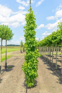 Liquidambar styraciflua 'Slender Silhouette' baliveau 4-6