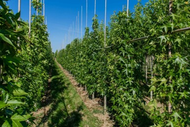 Liquidambar styraciflua 'Slender Silhouette' baliveau 4-6