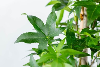 Liquidambar styraciflua 'Slender Silhouette' baliveau 4-6