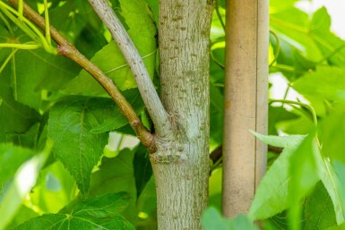 Liquidambar styraciflua 'Slender Silhouette' baliveau 4-6