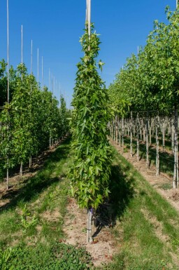 Liquidambar styraciflua 'Slender Silhouette' baliveau 4-6