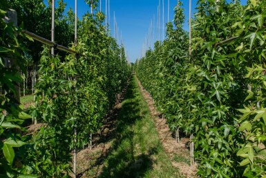 Liquidambar styraciflua 'Slender Silhouette' baliveau 4-6