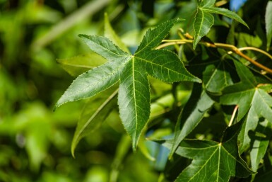Liquidambar styraciflua 'Slender Silhouette' baliveau 4-6