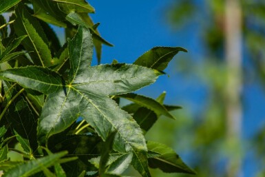 Liquidambar styraciflua 'Slender Silhouette' baliveau 4-6