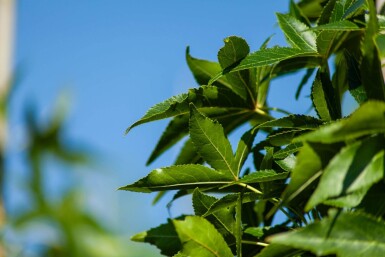 Liquidambar styraciflua 'Slender Silhouette' baliveau 4-6